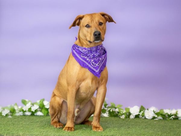 BEANS is a Pit Bull Terrier and Mixed Breed dog, available for adoption in Mesa, AZ.