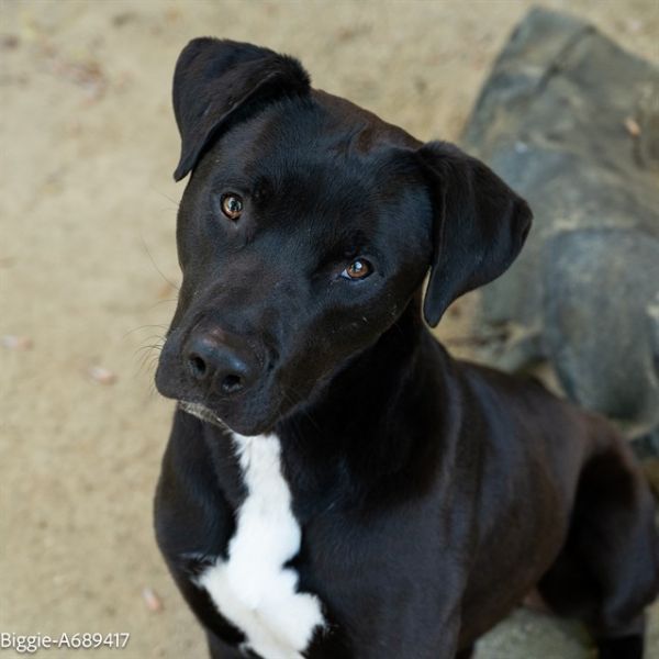 BIGGIE is a Pit Bull Terrier dog, available for adoption in Sacramento, CA.