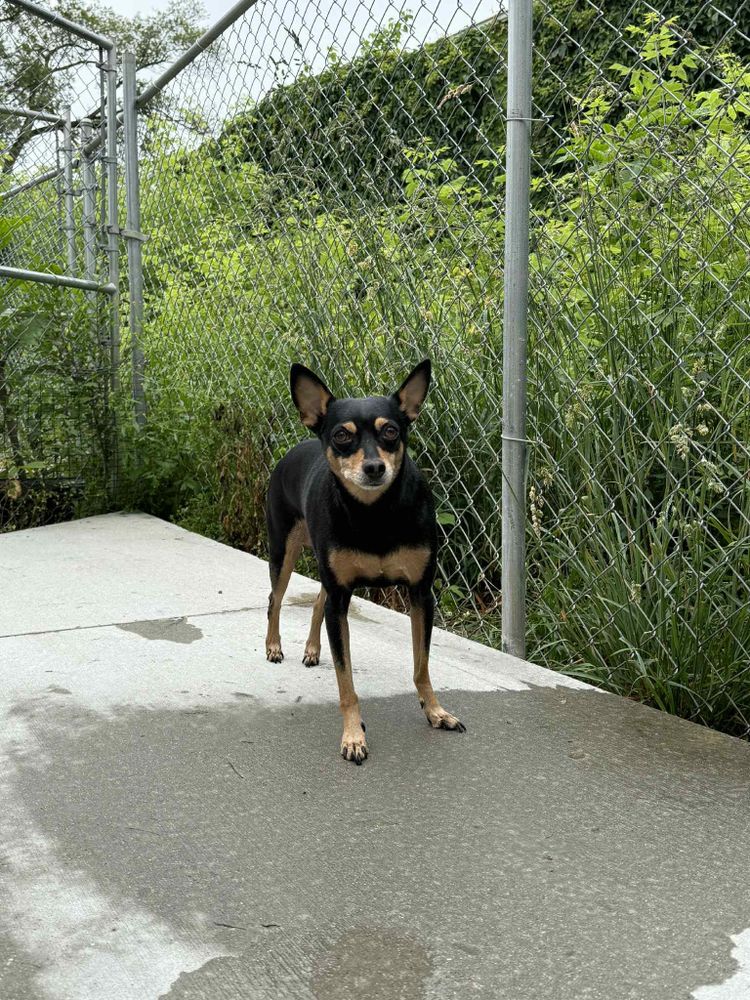 Cash - In Foster is a Miniature Pinscher dog, available for adoption in Kalamazoo, MI.