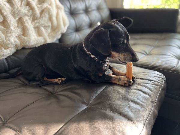 MoMo is a Dachshund dog, available for adoption in Pearland, TX.