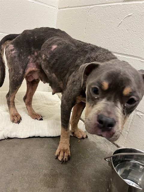 PETUNIA is a American Bulldog and Mixed Breed available for adoption in Rosenberg, TX.