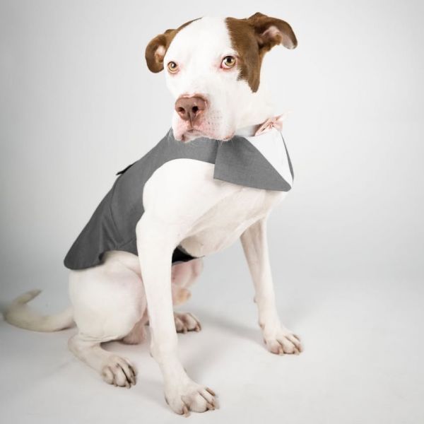 Pooh Bear is a Pit Bull Terrier and American Staffordshire Terrier dog, available for adoption in East Saint Louis, IL.