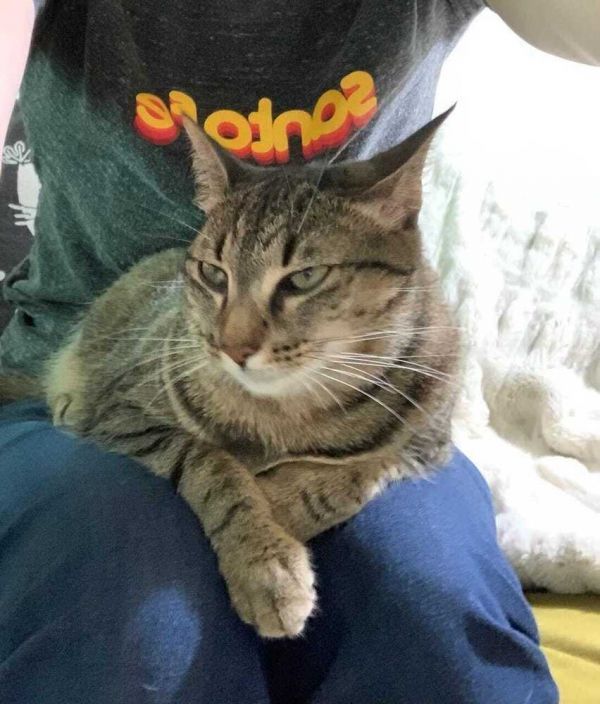 Sammie is a Domestic Short Hair mix cat, available for adoption in Jessup, MD.