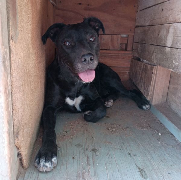 Baby Girl- is a Labrador Retriever mix dog, available for adoption in Apple Valley, CA.