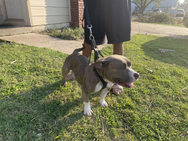 MAUI is a American Bully dog, available for adoption in Tulsa, OK.