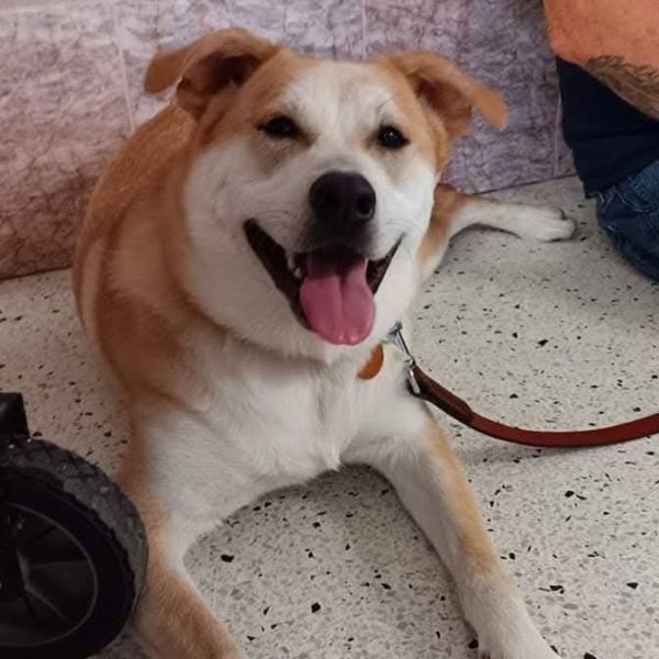 Lizzie is a Mixed Breed dog, available for adoption in Lima, OH.