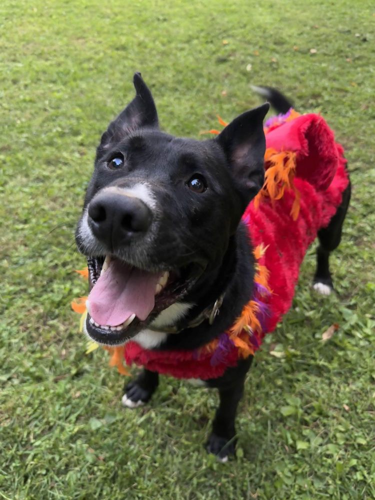 Lomas is a Mixed Breed dog, available for adoption in Houghton, MI.