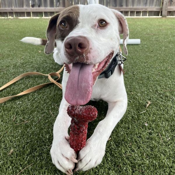 Hank is a English Bulldog mix available for adoption in Freeport, FL.