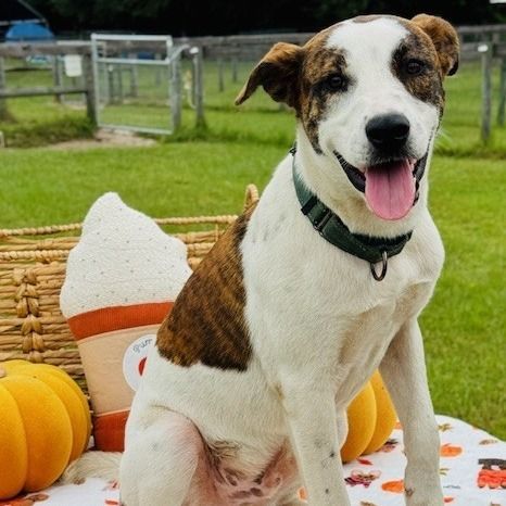 Dennis is a Mixed Breed dog, available for adoption in Williston, FL.