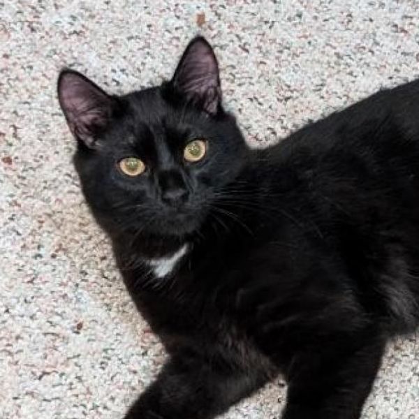 Jacob Black C17311 is a Domestic Medium Hair cat, available for adoption in Minnetonka, MN.