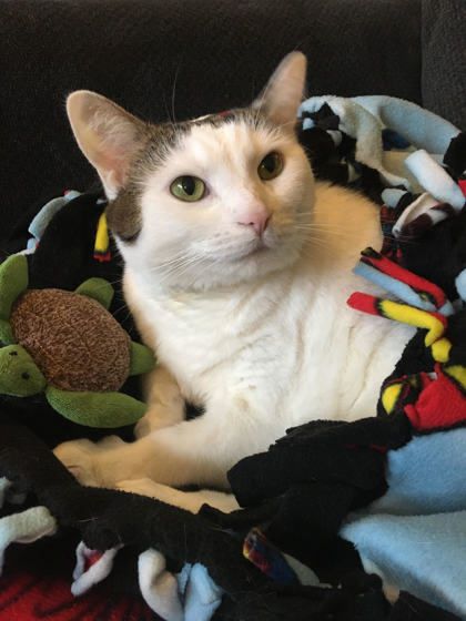 Khaleesi is a Domestic Short Hair cat, available for adoption in Fishers, IN.