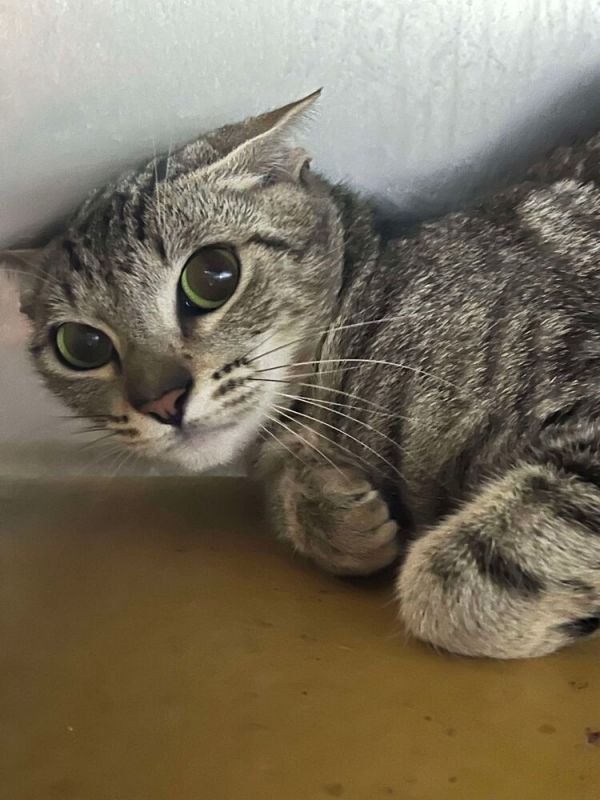 Tanya is a Domestic Short Hair cat, available for adoption in Canyon Country, CA.