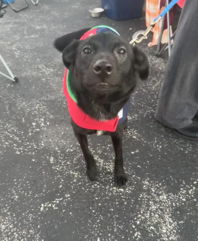 Charlie is a Black Labrador Retriever mix dog, available for adoption in Owensboro, KY.