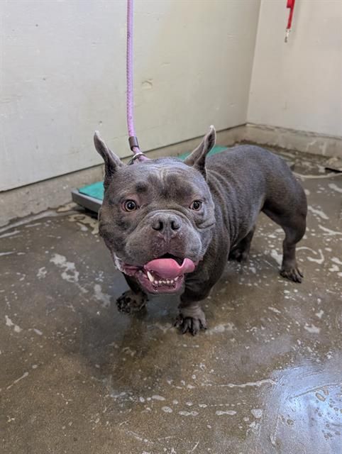 FRANK is a Pit Bull Terrier and French Bulldog available for adoption in Camarillo, CA.