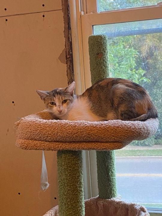 Momma Stubby is a Domestic Short Hair cat, available for adoption in Mokena, IL.