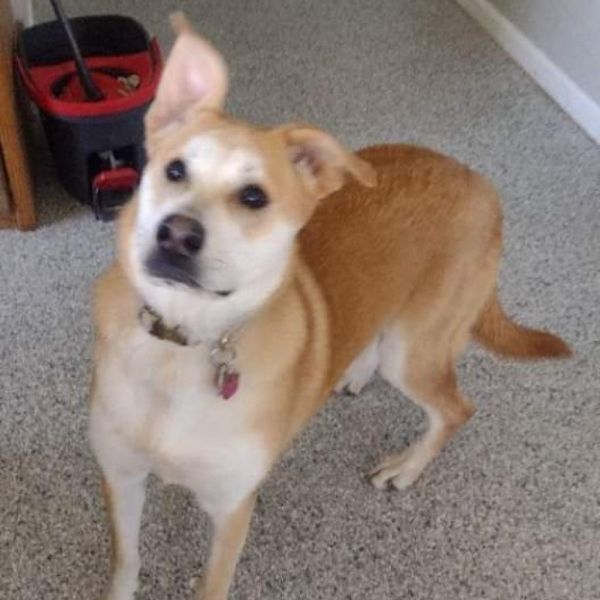 Lizzie is a Mixed Breed dog, available for adoption in Lima, OH.