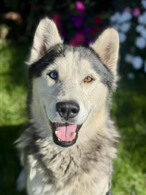 CONNA is a Husky dog, available for adoption in Los Angeles, CA.