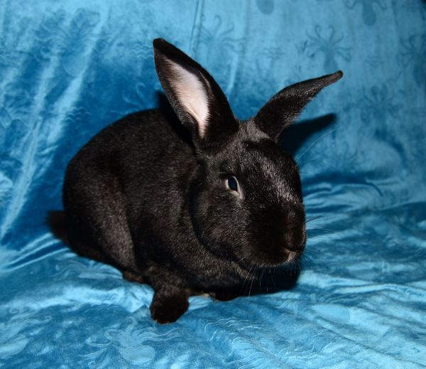 Francis is a New Zealand rabbit, available for adoption in Chesterfield, MO.