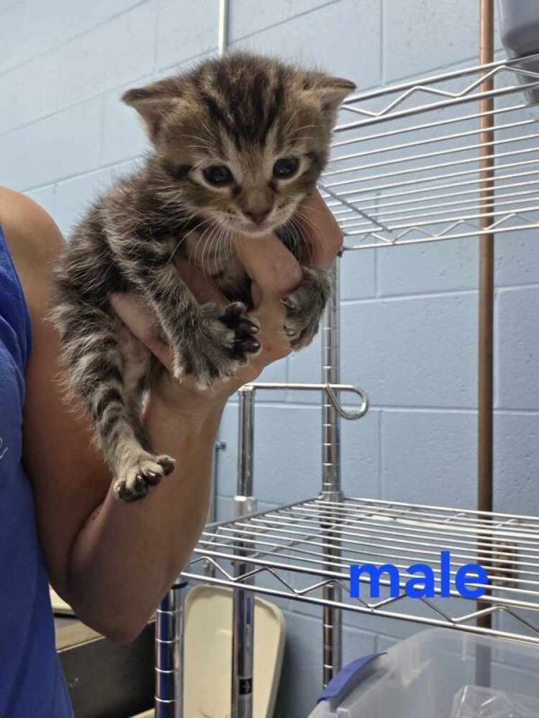 Crumpet is a Domestic Short Hair cat, available for adoption in Evansville, IN.