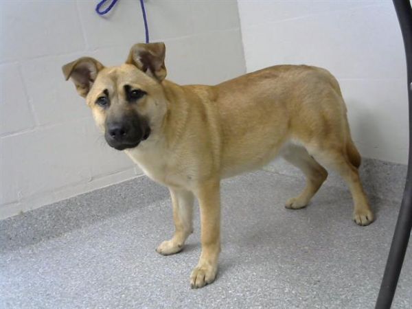 A177075 is a Labrador Retriever dog, available for adoption in Pasadena, TX.