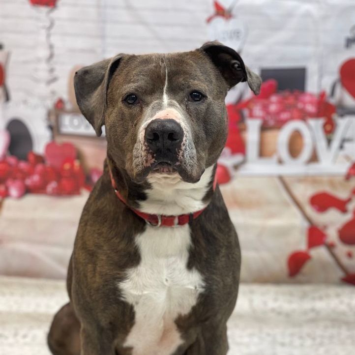 Stone is a Terrier mix dog, available for adoption in Lake Odessa, MI.