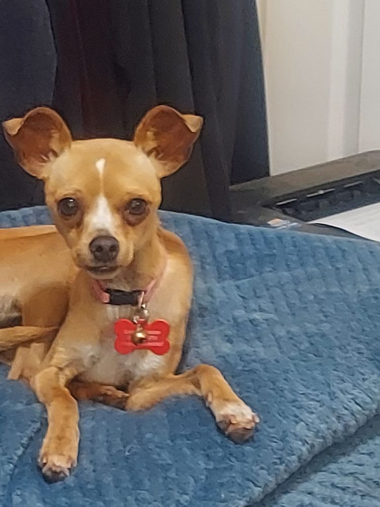 Dream is a Chihuahua dog, available for adoption in Covington, WA.
