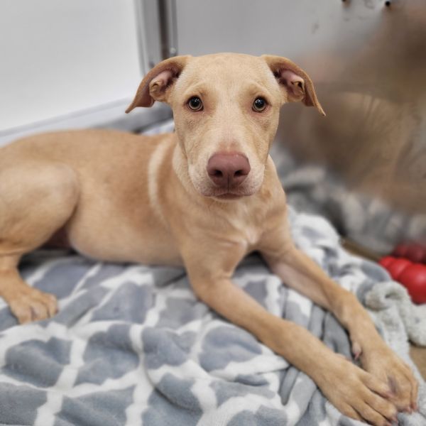 Wedo is a Labrador Retriever mix dog, available for adoption in Corpus Christi, TX.
