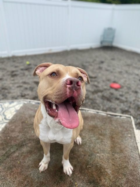 Maverick is a American Staffordshire Terrier mix dog, available for adoption in Binghamton, NY.