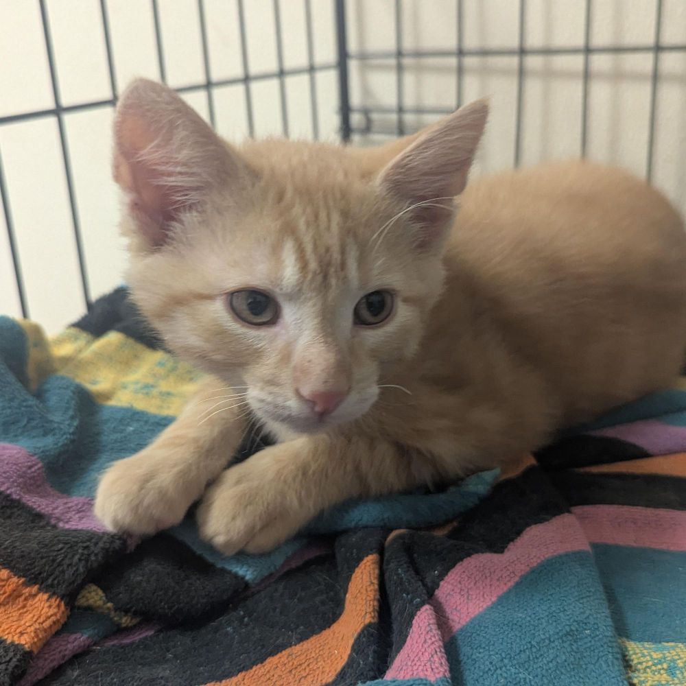 Jerry is a Domestic Short Hair cat, available for adoption in Springfield, IL.