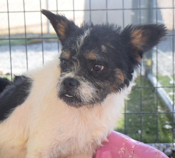 Salt is a Brussels Griffon and Mixed Breed dog, available for adoption in Pahrump, NV.