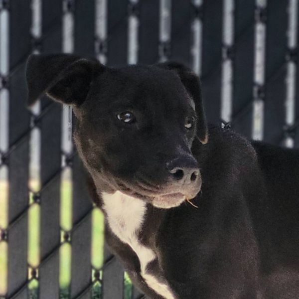 Almond is a Labrador Retriever mix dog, available for adoption in Beaumont, TX.