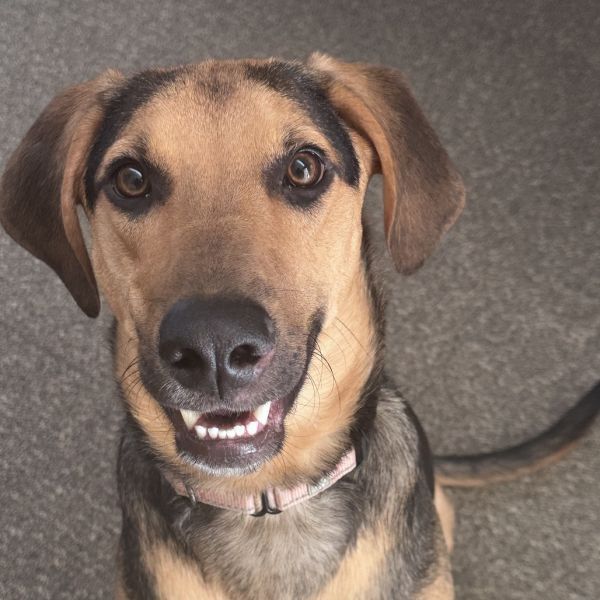 Jack is a German Shepherd Dog and Mixed Breed available for adoption in San Francisco, CA.