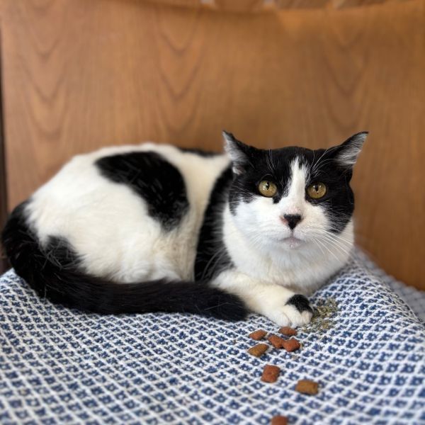 Chickpea--In Foster is a Domestic Short Hair cat, available for adoption in Fargo, ND.
