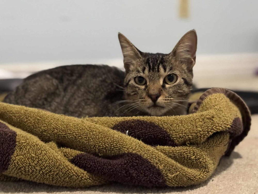 Skip is a Tabby mix cat, available for adoption in Orlando, FL.