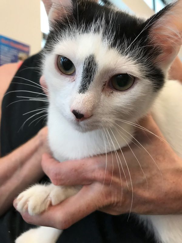 Panda is a Domestic Short Hair mix cat, available for adoption in Greensboro, NC.