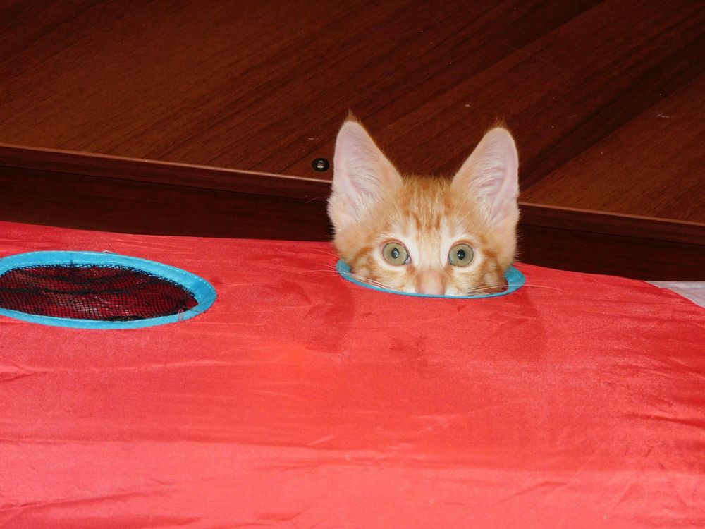Jackson is a Tabby cat, available for adoption in Rancho Palos Verdes, CA.