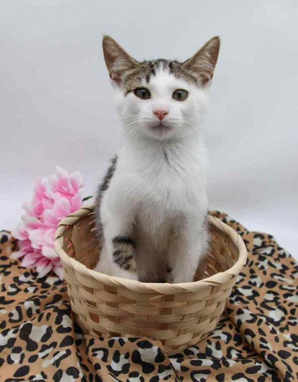 Spartacus IV is a Domestic Short Hair cat, available for adoption in Muskegon, MI.