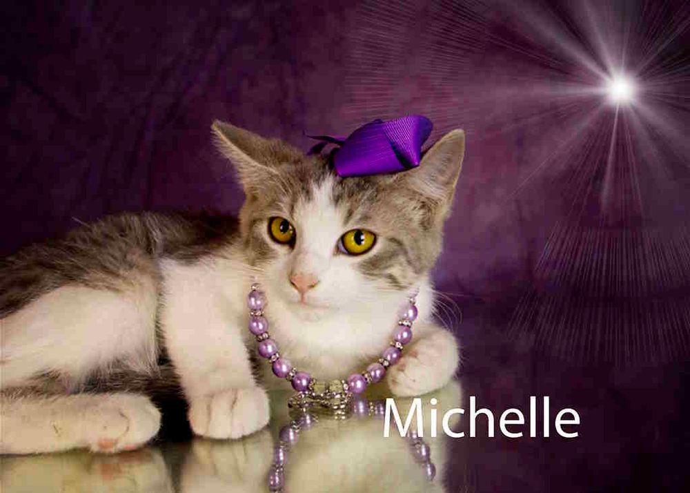 Michelle is a Tabby cat, available for adoption in York, NE.
