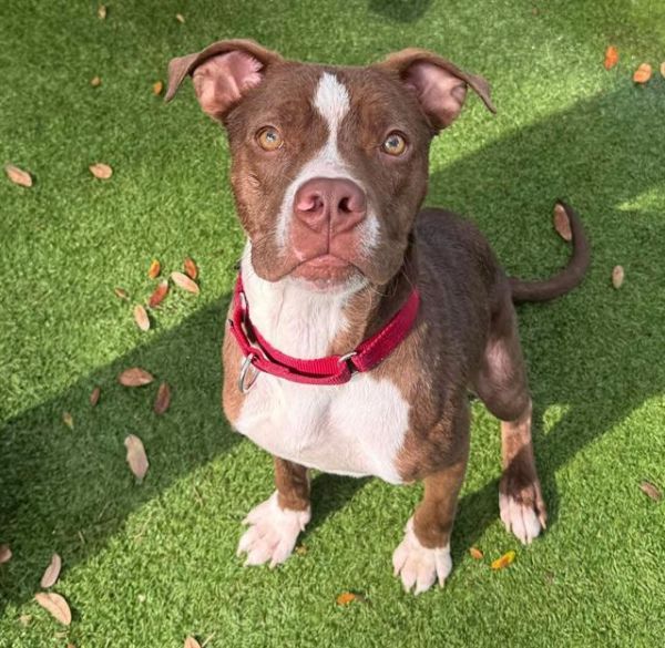 CROUTON is a Mixed Breed dog, available for adoption in Palmetto, FL.