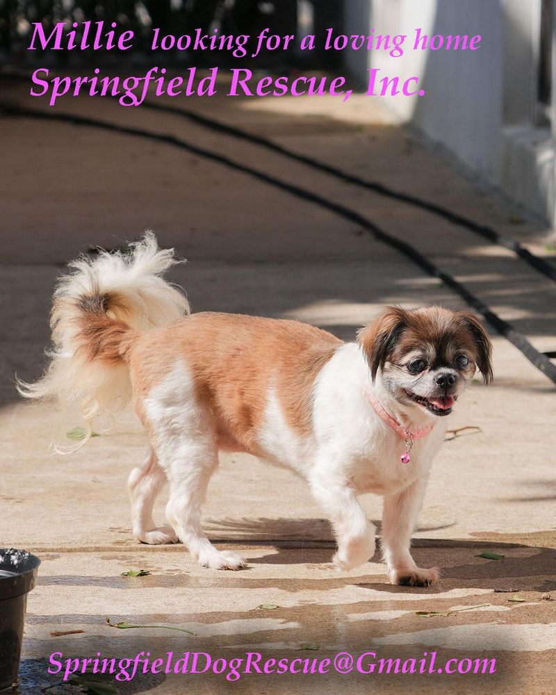 Millie is a Shih Tzu mix dog, available for adoption in Queens Village, NY.