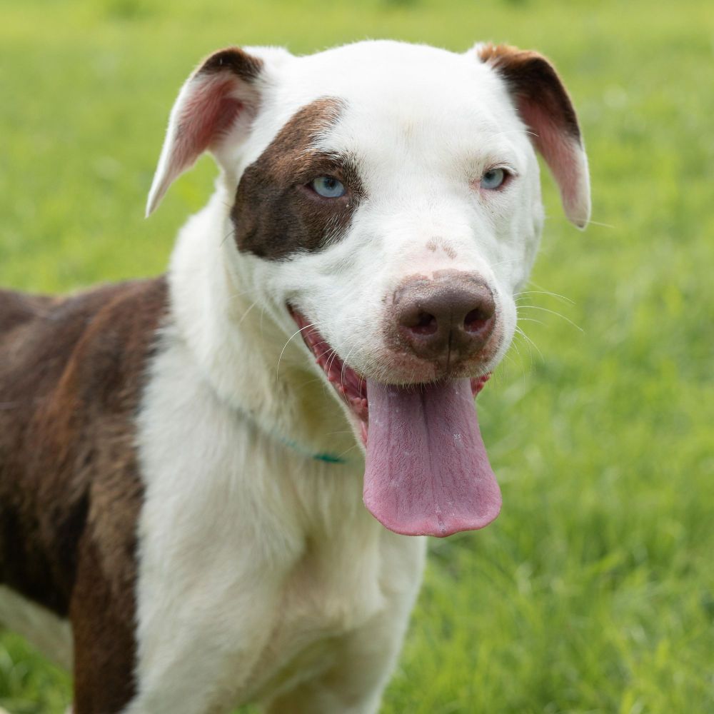 Petey - Sponsored Adoption is a Pit Bull Terrier mix dog, available for adoption in Dixon, KY.