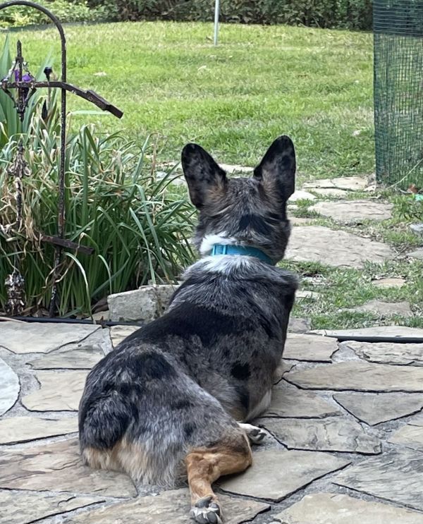Hank is a Australian Cattle Dog / Blue Heeler and Corgi available for adoption in Dallas, TX.