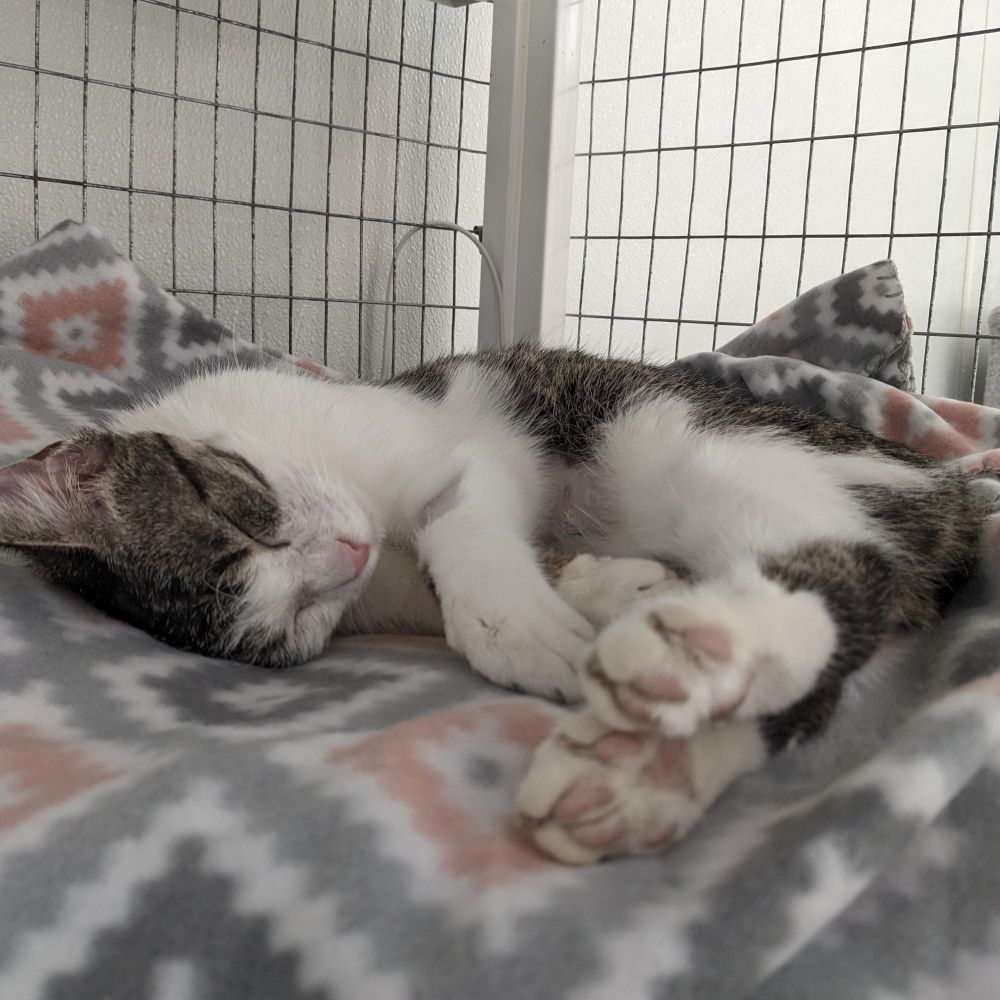 Bunny is a Domestic Short Hair cat, available for adoption in Waynesville, NC.
