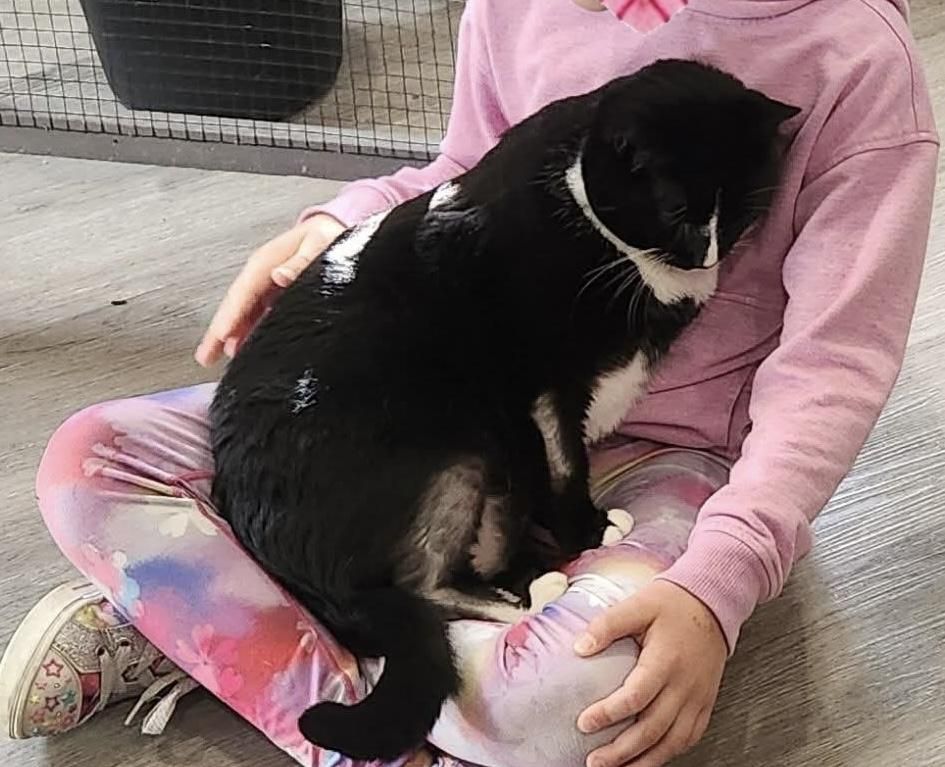 Mila is a Domestic Short Hair mix cat, available for adoption in South Park, PA.