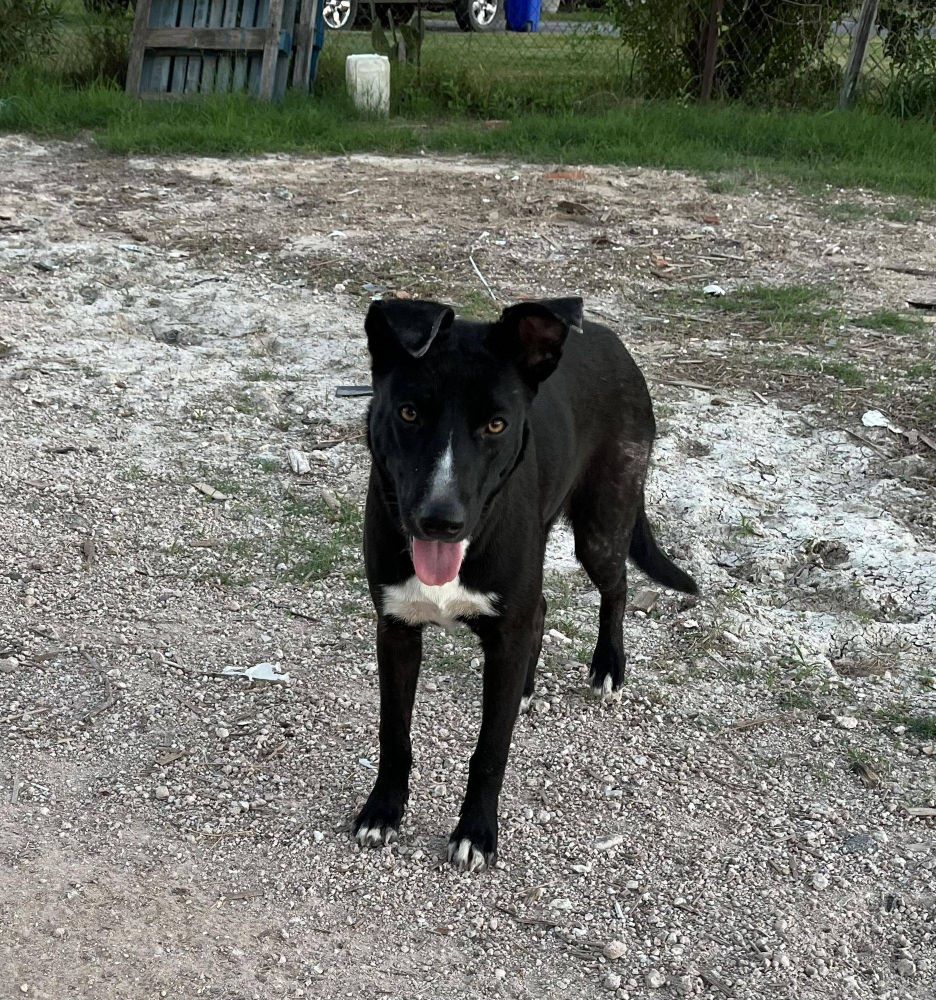 Soley is a Australian Cattle Dog / Blue Heeler and Labrador Retriever available for adoption in Toms River, NJ.