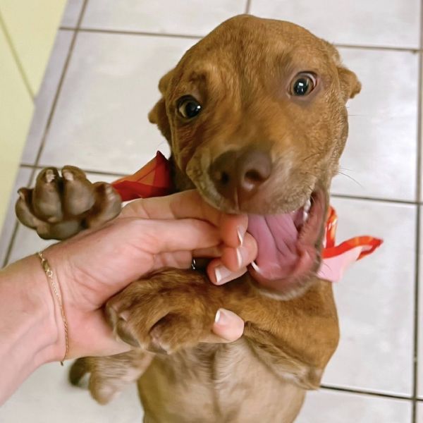 Batman is a Mixed Breed dog, available for adoption in Ferndale, WA.