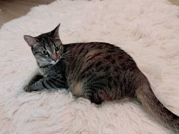 Sammie is a Domestic Short Hair mix cat, available for adoption in Jessup, MD.
