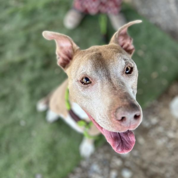 Zoey is a Pit Bull Terrier dog, available for adoption in Pahrump, NV.