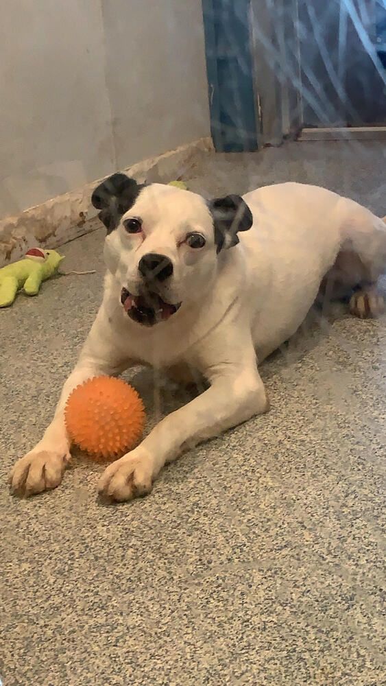 Panda is a Terrier mix dog, available for adoption in Bartlesville, OK.