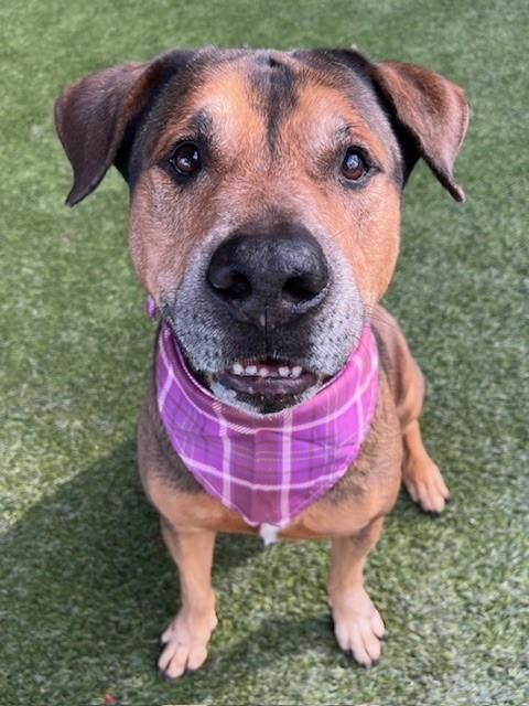 JACKIE is a German Shepherd Dog and Mixed Breed available for adoption in Miami, FL.